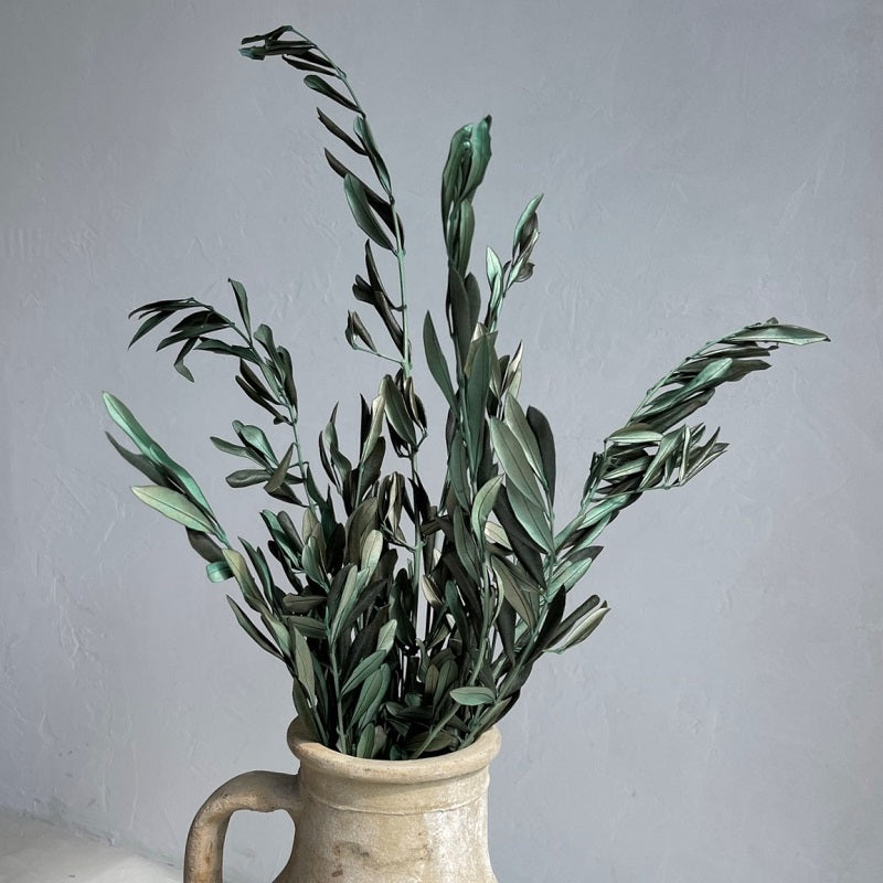 Preserved olive branches