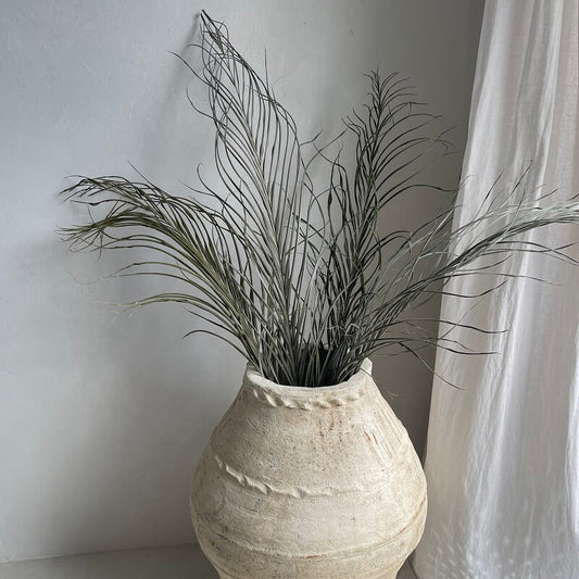 Sri Lankan palms