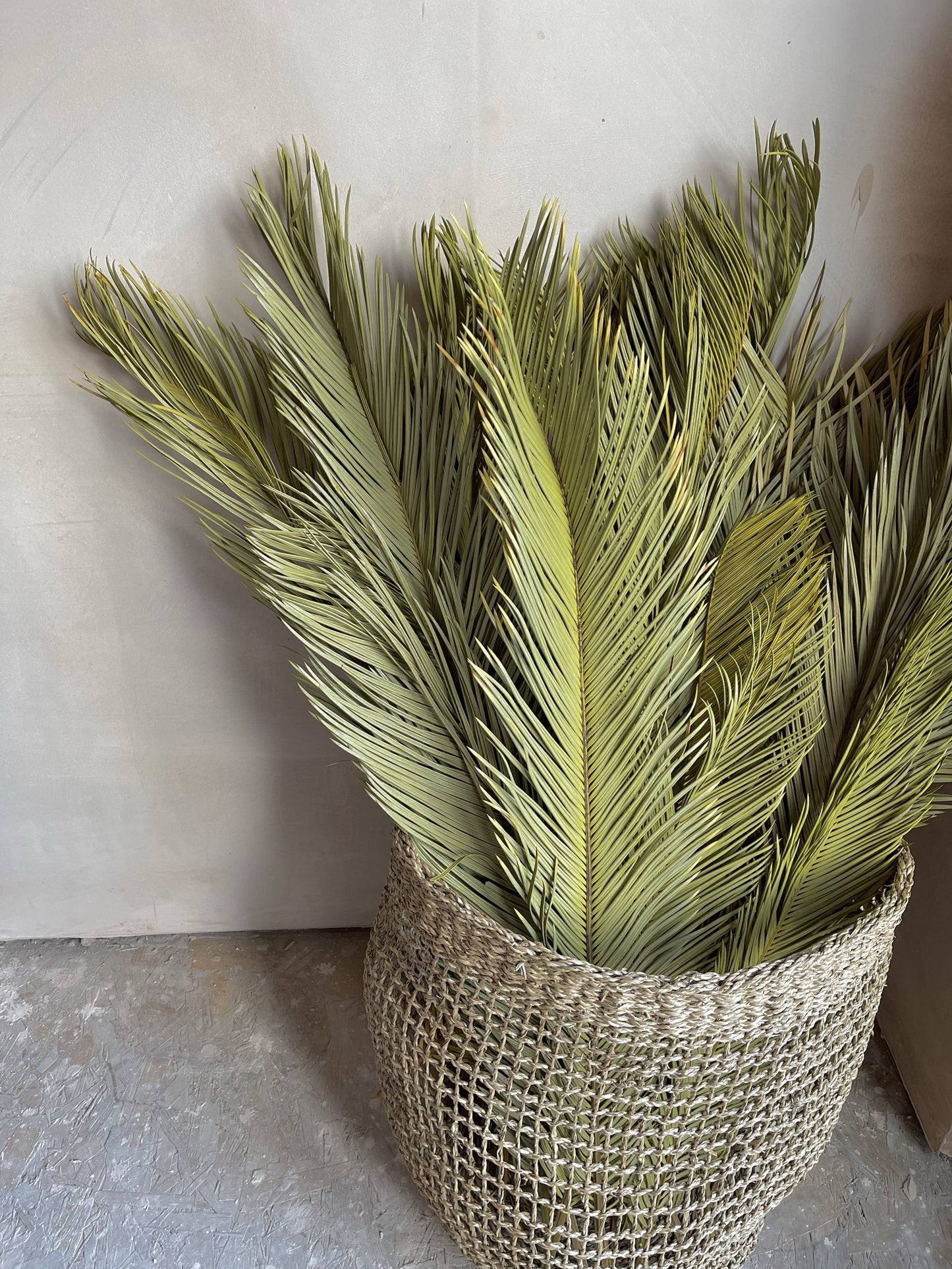 Japanese palms