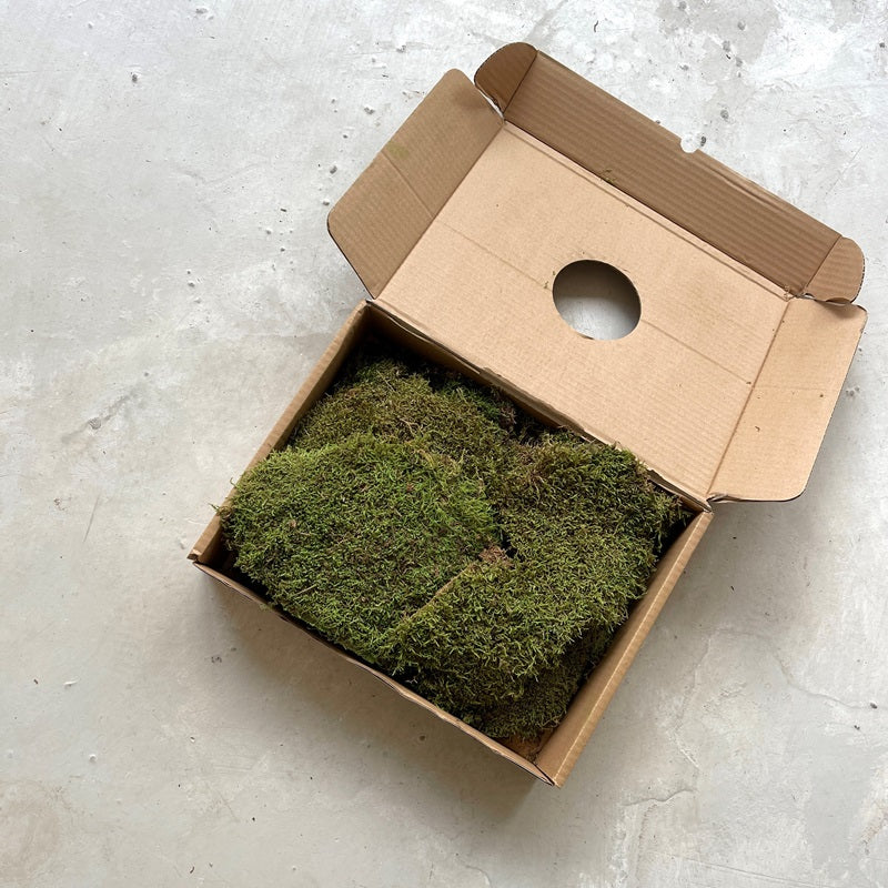 Preserved moss