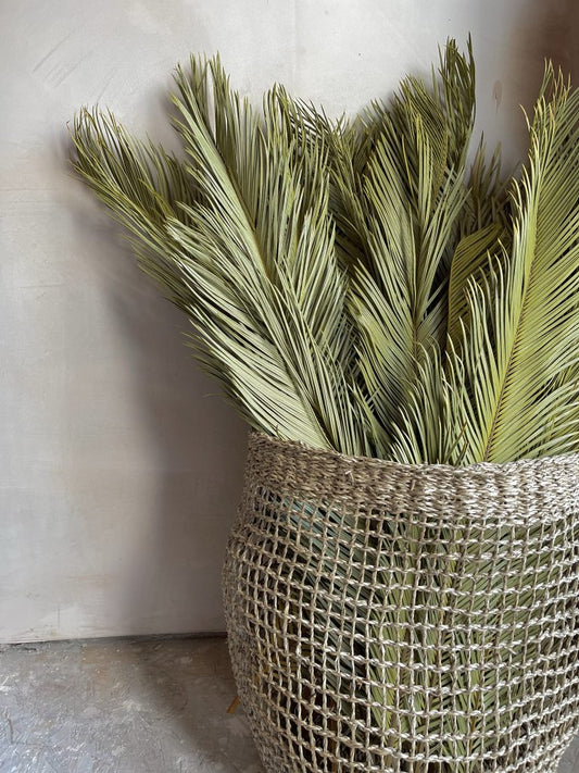 Japanese palms